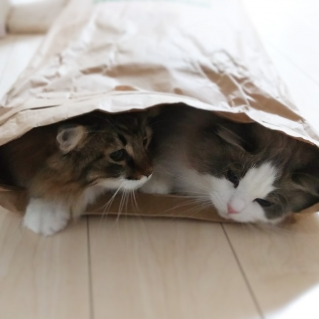 ラムセスくん＆アポロくんは、ふたりなかよくシェアハウス♡<br>ここにコッソリ隠れて、ナイショ話でもしているのかな？