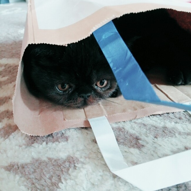 紙袋に入った謎の生物……ではなく、ニャンコのぶぅくん。<br>そこに袋があれば入らずにはいられないみたい( *´∀｀)