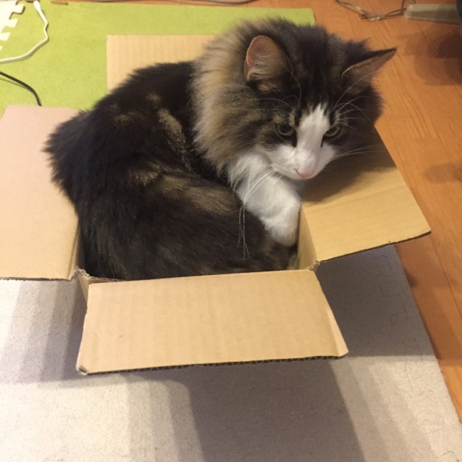 みっちりと空き箱に埋まるロビンくん。<br>容量オーバーに見えるけど、ちゃんとくつろげてるのかな……？