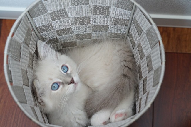 ゴミ箱の中でかくれんぼ♡<br>「見つかっちゃった？」と言いたげなポテトくんの、かわいさあふれる一枚です！