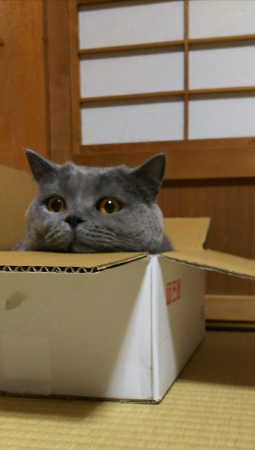 箱の中でぐでーんとくつろぐブリッツェンくん。<br>箱から出したお顔、なんだかいつもよりまんまるに見えます( *´艸｀)