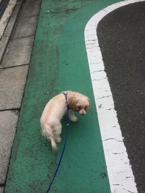 飼い主さんとお散歩中のももちゃん。<br>よっぽど行きたくないのでしょうか。しっぽがだらーんと垂れ下がっちゃってます(´ﾟωﾟ`)