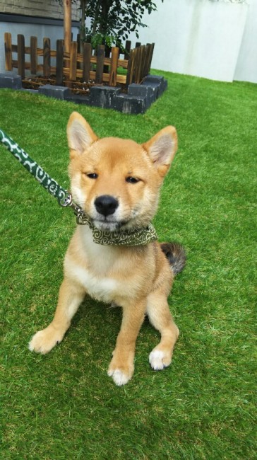 コテツくんは、ただ今お散歩の特訓中！<br>だけどこの表情……お散歩デビューは険しい道のりになりそうです。