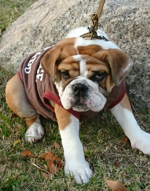 今日が散歩デビューのDENくん。<br>「ぼくは動かないぞ！」という強い意志が、写真越しにも伝わってきます……！