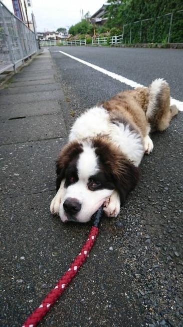 暑い日の外出がイヤなのは、ワンコも一緒？<br>暑さにガマンできず、散歩の途中で座り込んじゃったぶぅちゃん♡
