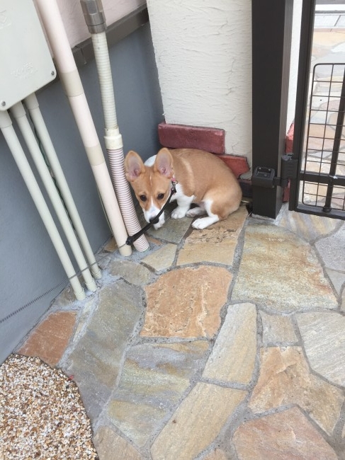 庭から一歩も動こうとしない小雪ちゃん。<br>ワンコにもおうちでダラダラしたい日だってあるんですね(´･ω･`)