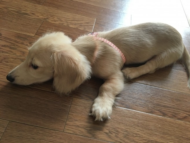 ナギくんは、ハーネスがちょっと苦手。<br>テンションガタ下がりだけど、このあと無事にお散歩できたのかな？