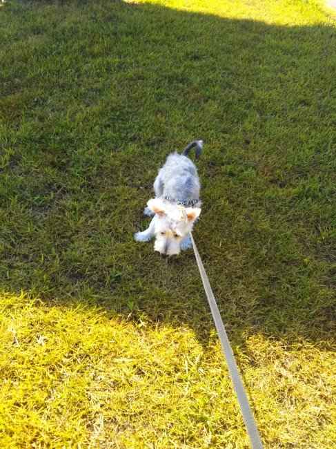 真夏のお散歩は日陰が休憩スポット。<br>早く帰りたい飼い主さんvsもっと休憩したいちょぼくん。両者一歩も譲れません♡