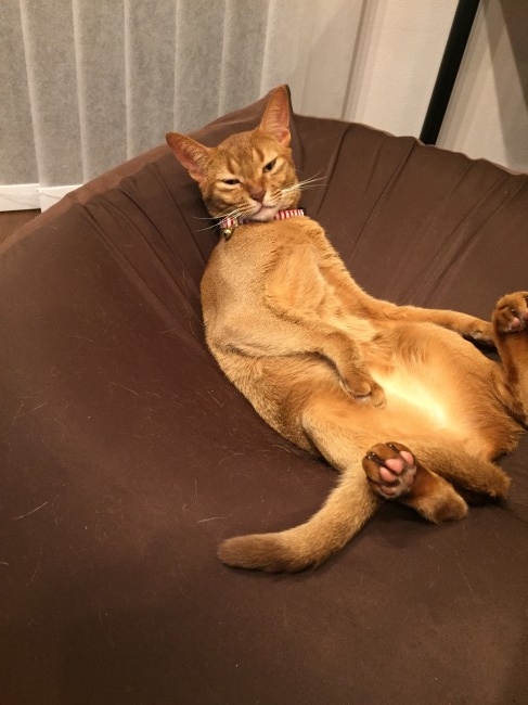 「人をダメにするソファ」は、ネコにも効果あり！？<br>viviちゃんの表情、完全にくつろぎスイッチ入ってますね……♡