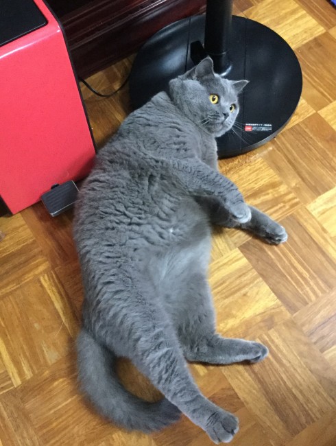 ある意味、野生とは真逆なボディの持ち主( ´ω｀)<br>ぽっちゃりボディのブリッツェンくん、おなかを出して休憩中♪