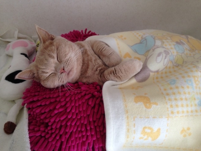 ゆずくんは、スヤスヤお昼寝タイム( ˘ω˘ )<br>ブランケットをかけて眠る姿は、ワイルド感0％です♡