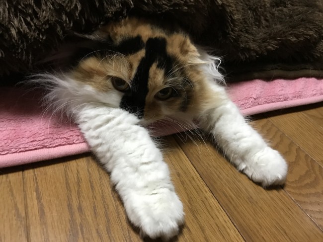 ニャンコだってこたつの魔力には敵いません！<br>もこちゃんもこたつにとっぷり入って、ダラダラ～～♡