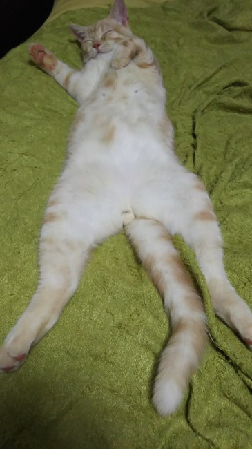 あられもない姿でくつろぐ、うず丸くん♡<br>よっぽど安心してるんでしょうね！ 無防備すぎます( *´∀｀)