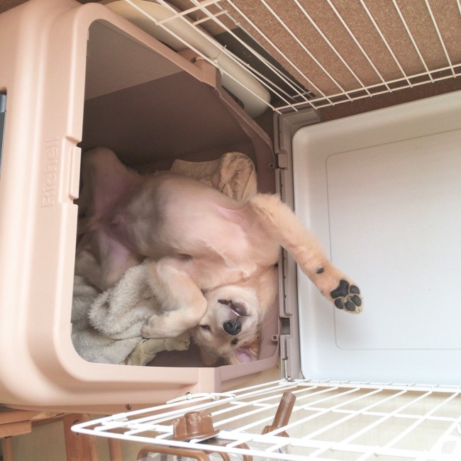 寝起き直後のグランくん。<br>起き上がるのが面倒なのかな？ 寝転がったまま飼い主さんにご挨拶♪