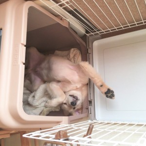 ものぐささんたち大集合 ぐうたらしすぎなワンちゃん画像7選 みんなのペットライフ ものぐささんたち大集合 ぐうたらしすぎなワンちゃん画像7選 みんなのペットライフ