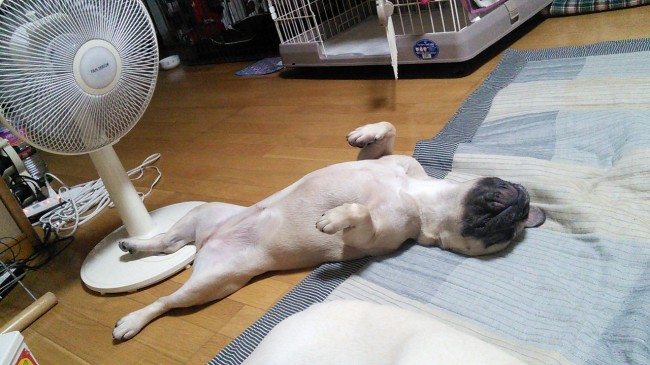 夏といったら扇風機！<br>あまりの暑さに、乙女らしからぬ格好でダラダラするマナちゃん♡