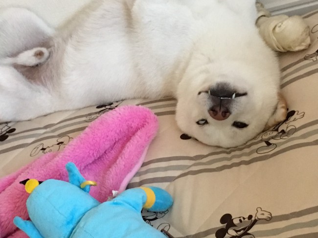 お目覚めの瞬間をパシャリ！<br>ゴンちゃん、もうちょっとカメラを意識した顔つくってほしかったな～(ﾉ∀`)