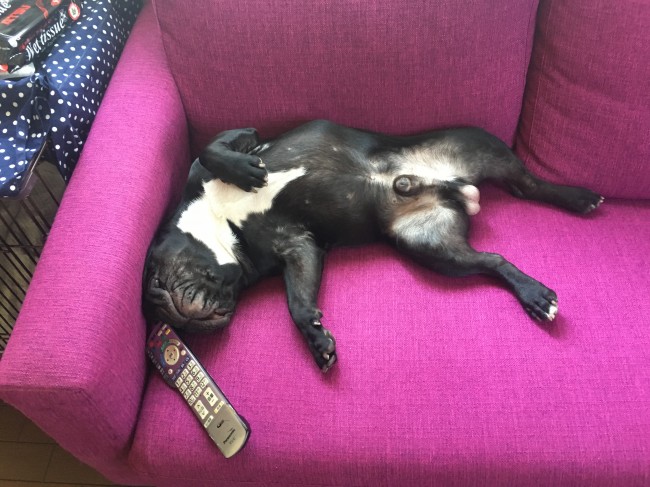 大いびきをかきながら、ソファで眠るフルトくん。<br>手元にあるリモコンがより「ぐうたら感」を演出しています！