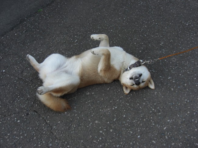 お散歩途中で、まさかのお昼寝！？<br>眠くなったら寝る！ とってもマイペースなはなちゃんです♡