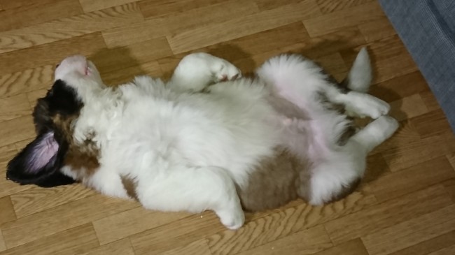 生後3ヵ月にして貫禄じゅうぶん……(*´﹃｀*)<br>セントバーナードのぶぅくんは、へそ天ポーズでまったり中♡