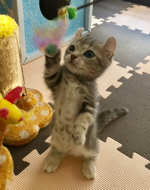 いちげきひっさつ 猫パンチを繰り出すニャンコ画像7選 O W みんなのペットライフ いちげきひっさつ 猫パンチを繰り出すニャンコ画像7選 O W みんなのペットライフ