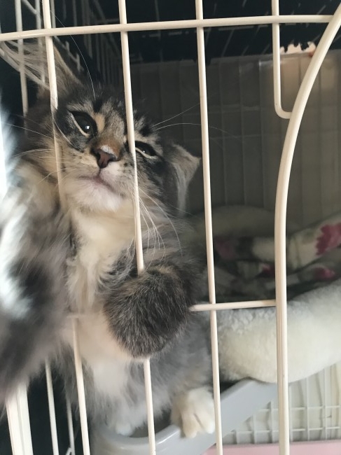 ケージの中にいるのは、おてんば娘のミリアちゃん！<br>パンチに夢中になりすぎて、顔がベチャッとなっちゃってます♡