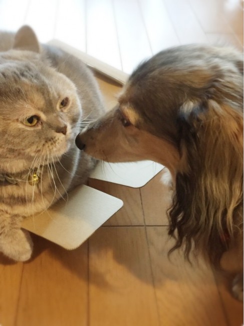 ダックスのプリンちゃんは、ネコのゆずちゃんが大好き。<br>箱でくつろぐゆずちゃんに、遊んでアピール届くかな？