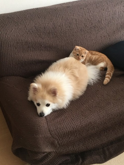 今日はお友達のポメちゃんがやってきました！<br>ピッタリ寄り添って、りくくんもとっても嬉しそう( *´∀｀)