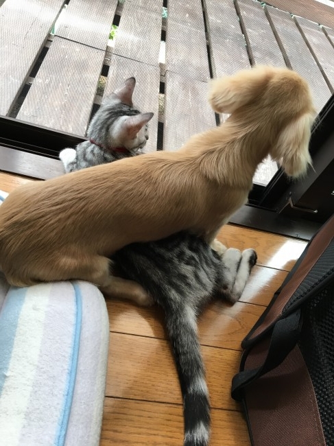 外を眺めるナギくん&リツちゃんコンビ。<br>真剣なうしろ姿、なにかおもしろいものでも見えるのかな？