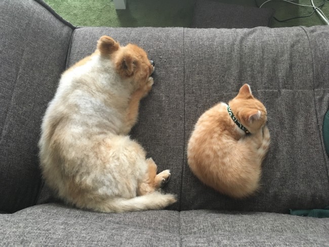 ソファで眠る、まるくん&小麦くん。<br>まだビミョーな距離のふたりだけど、この調子ならすぐ打ち解けられるはず♡