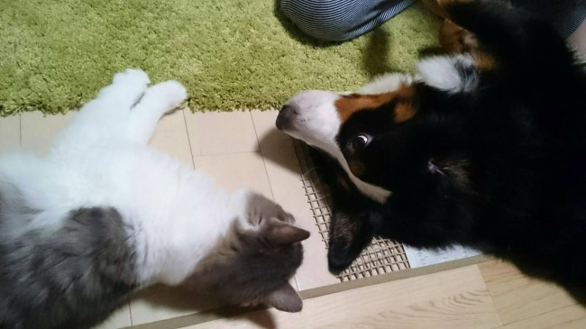 なかよしワンニャン姉妹は、ガールズトーク中♡<br>マリブちゃんのちょっぴりイタズラな表情が印象的です( *´艸｀)