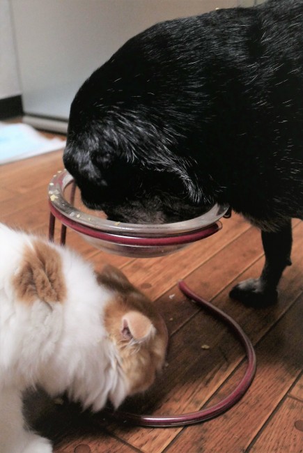 食べこぼし処理係・スコティッシュフォールドの方ちゃん。<br>わき目もふらず食べてるみたいだけど、きっとふたりはなかよしコンビ……のはず！