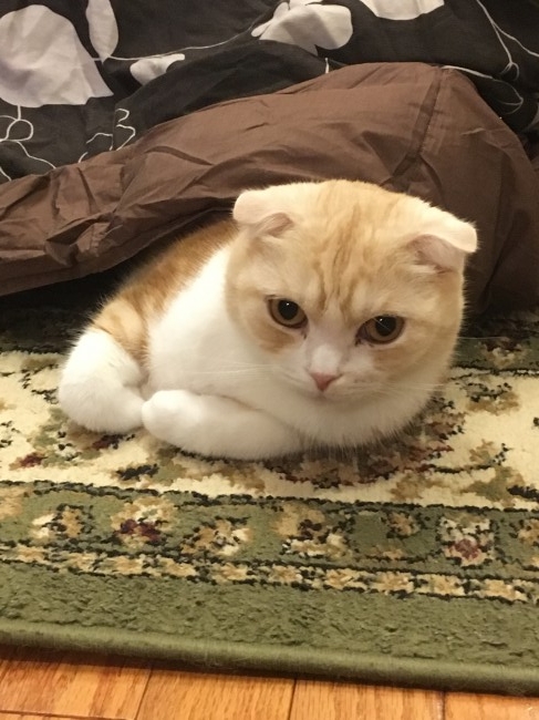 冬のあったかアイテムといえば、やっぱりコタツ！<br>ゆずくんもとっぷりコタツにつかりながら、日本の冬を満喫中♡