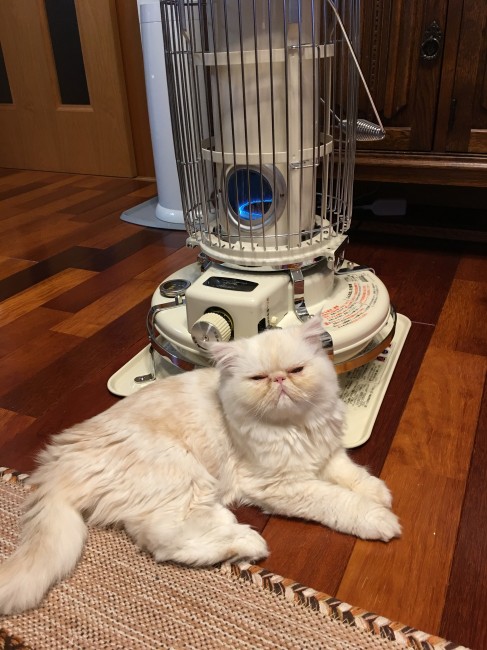 ストーブ独占中のチェーザレくん。<br>背中ポカポカで心地いいのか、いつにも増してウットリ顔に( *´∀｀)