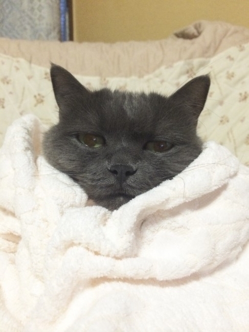 真っ白ブランケットに包まれる、なっちゃん(´- `*)<br>ぐるぐる巻きにされながらの渋～～い表情、たまりません♡