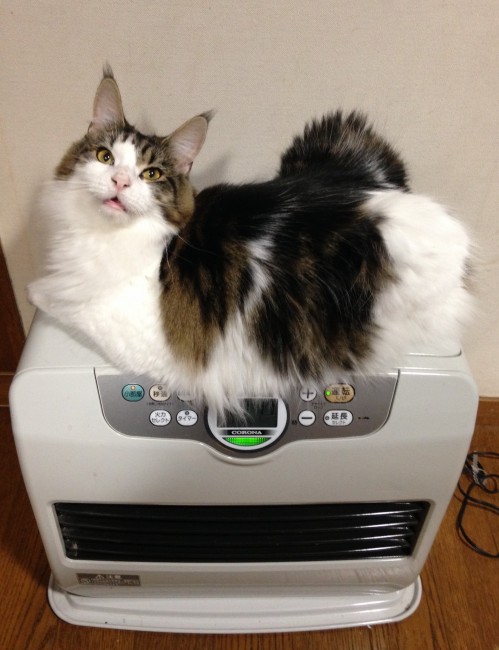 これがラッキーちゃんの暖とりスタイル♪<br>長ーいしっぽ、黒コゲにしちゃわないようにね～～(ﾉ∀`)