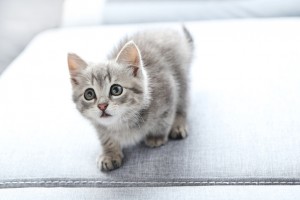 ねこ撮 うちの子がいちばんカワイイ 猫の イイ顔 を引き出すテクニック みんなのペットライフ