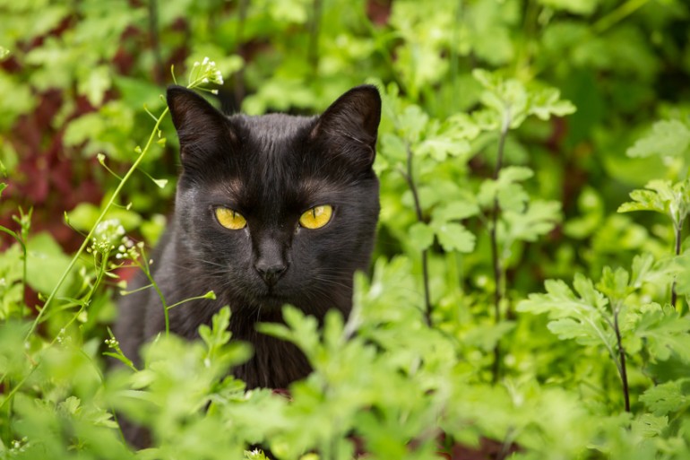 たかが黒猫 されど黒猫 漆黒に輝く小さな黒豹猫 ボンベイについて みんなのペットライフ