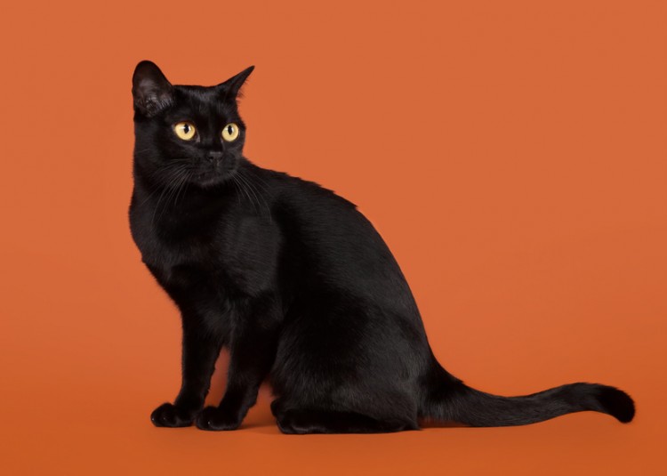 たかが黒猫 されど黒猫 漆黒に輝く小さな黒豹猫 ボンベイについて みんなのペットライフ