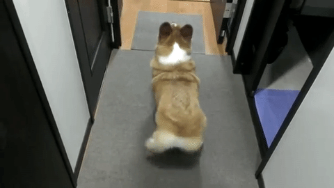 おしりフリフリ ボルテージmax ボール遊びが大好きなコーギーのチロちゃん みんなのペットライフ おしりフリフリ ボルテージmax ボール遊びが大好きなコーギーのチロちゃん みんなのペットライフ