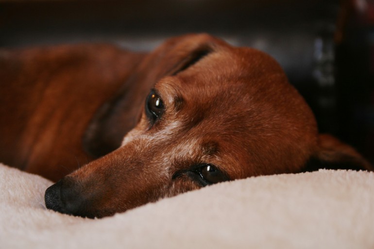 犬にブドウはダメ絶対 意外に知られていないブドウの危険性 みんなのペットライフ