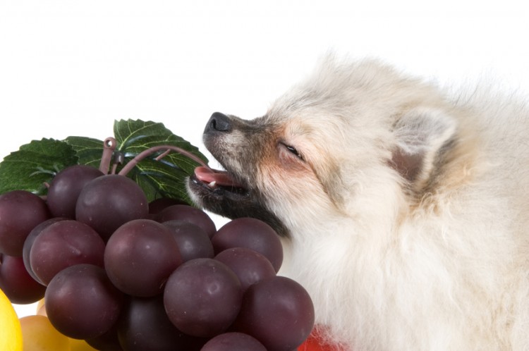 犬にブドウはダメ絶対 意外に知られていないブドウの危険性 みんなのペットライフ