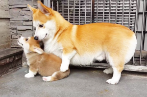 かわいさ満点 生まれてまもないコーギーの赤ちゃん達の癒され空間 みんなのペットライフ かわいさ満点 生まれてまもないコーギーの赤ちゃん達の癒され空間 みんなのペットライフ