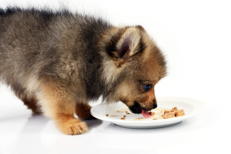 子犬 餌 ふやかす いつまで ドッグフードをふやかす正しい方法｜子犬からシニア犬までの与え方