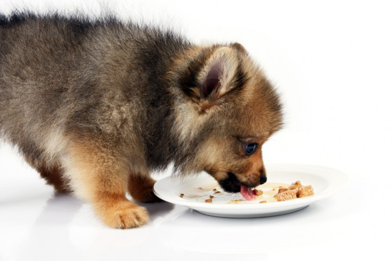 [最も共有された！ √] 犬 ドライフード ふやかす 436749犬 ドライフード ふやかす いつまで