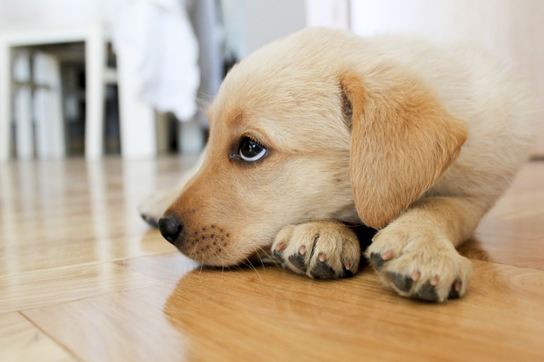 【獣医師執筆】子犬の下痢は病気のサイン？ 下痢の原因と家庭でできる対処法｜みんなのペットライフ