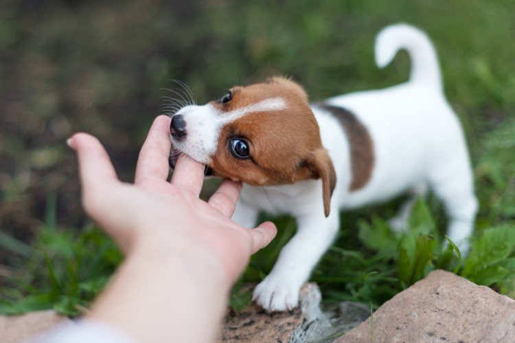 子犬 の 甘 噛み