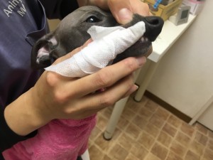 獣医師執筆 子犬の歯磨きはいつから始める 歯磨きの頻度 手順まとめ みんなのペットライフ 獣医師執筆 子犬の歯磨きはいつから始める 歯磨きの頻度 手順まとめ みんなのペットライフ