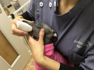 獣医師執筆 子犬の歯磨きはいつから始める 歯磨きの頻度 手順まとめ みんなのペットライフ 獣医師執筆 子犬の歯磨きはいつから始める 歯磨きの頻度 手順まとめ みんなのペットライフ