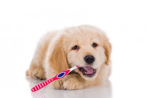 獣医師執筆 子犬の歯磨きはいつから始める 歯磨きの頻度 手順まとめ みんなのペットライフ
